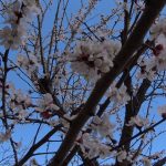 yalanci bahar kayisi agaclarini erkenden cicek actirdi LQASkSfR