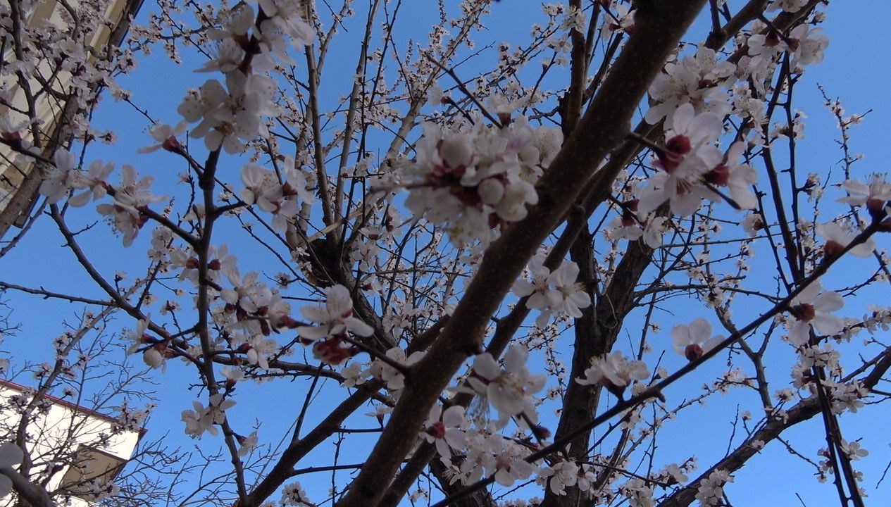 yalanci bahar kayisi agaclarini erkenden cicek actirdi LQASkSfR