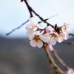 yalanci bahara aldanan badem agaclari cicek acti kdizcA7O