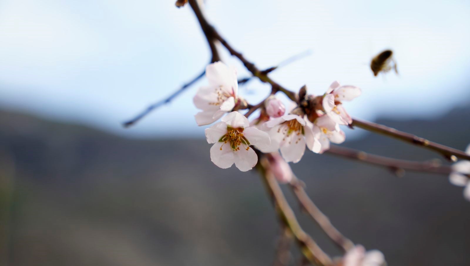 yalanci bahara aldanan badem agaclari cicek acti kdizcA7O