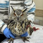 yarali puhutedavi altinda gunde yarim kilo et yiyor NgOKfmNb