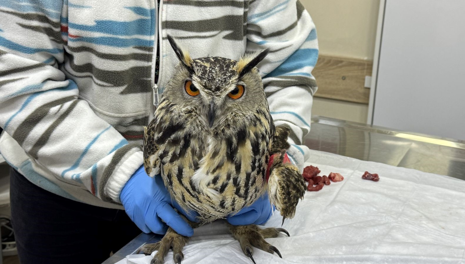 Yaralı Puhu Kuşu'nun Şaşırtıcı İyileşmesi: Günde Yarım Kilo Etle Hayata Dönüyor 71 yarali puhutedavi altinda gunde yarim kilo et yiyor NgOKfmNb