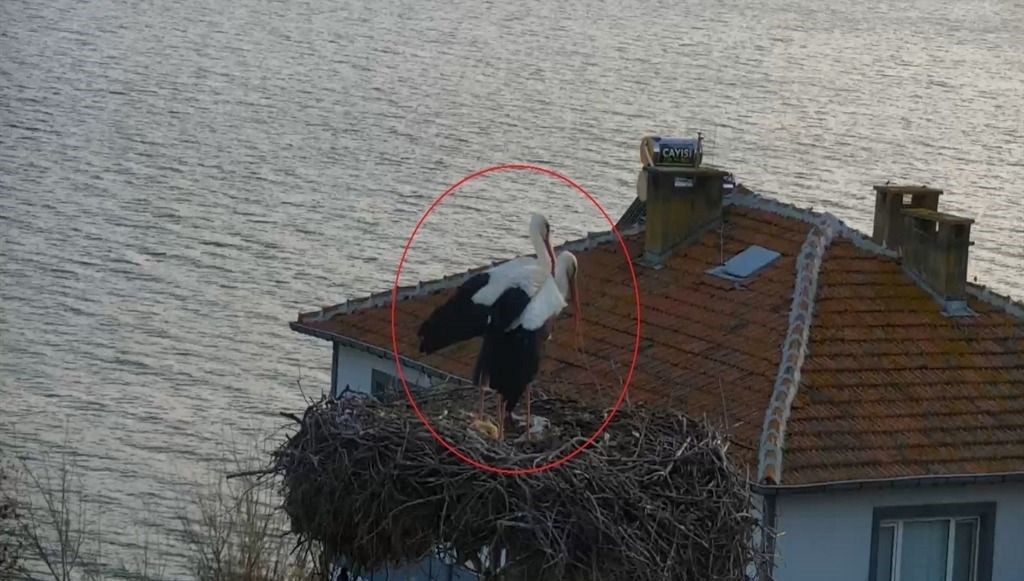 yaren leylek geldi haber alanlar koye akin etti yIeZLQwG