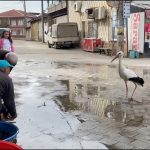 yarenden sonra artik de bilal leylek yusuf amcanin ellerinden balik yedi kI6j25W1