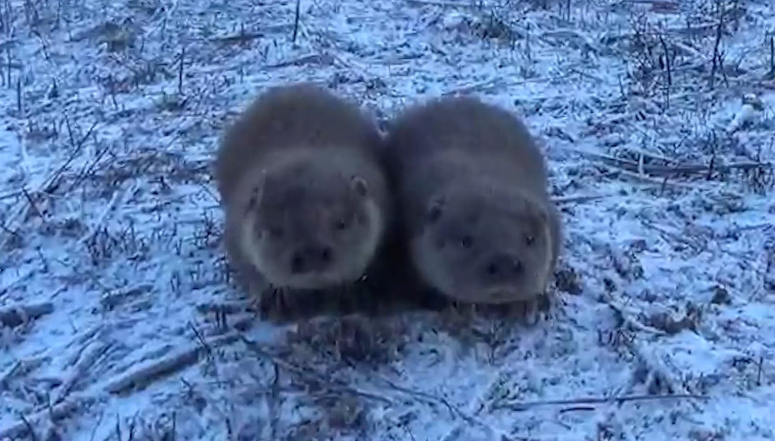 yavru su samurlari ortaya renkli imajlar cikti