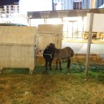 yola dusen mor karaman irki koyunlar yazgisina terk edildi Hsvdd9EY