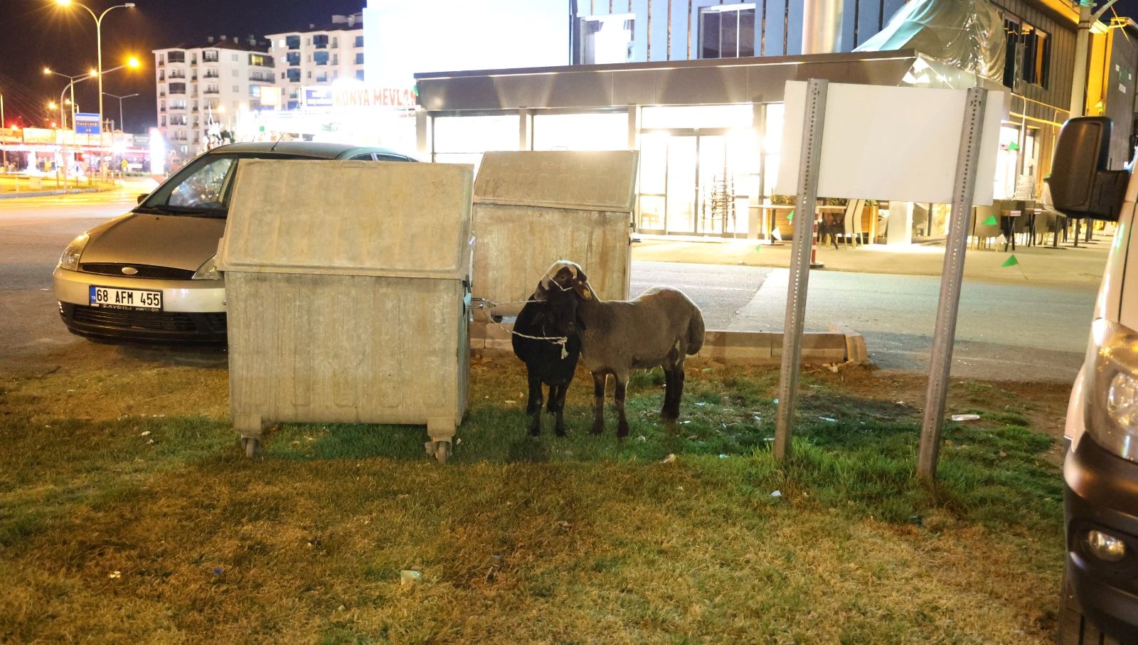 yola dusen mor karaman irki koyunlar yazgisina terk edildi Hsvdd9EY