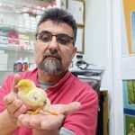 yumurtadan cikan civciv gorenleri sasirtti AQag3eaw