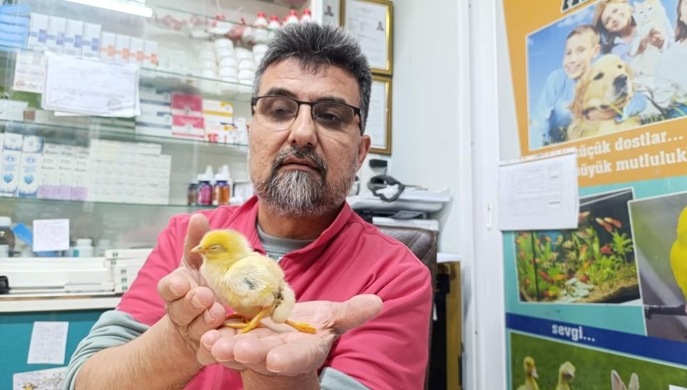 yumurtadan cikan civciv gorenleri sasirtti AQag3eaw