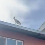 yusuf dayinin leylegi bilal bu yil da geldi C5D5kr9u