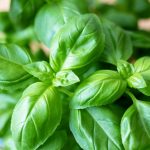 yuzde sivilce siyah nokta birakmiyor 10 dakika suda kaynatip 15 dakika bekletin 7IeL9u2A