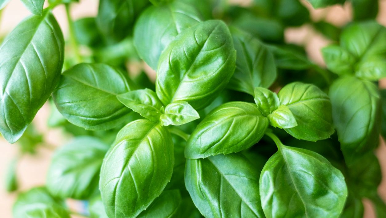 yuzde sivilce siyah nokta birakmiyor 10 dakika suda kaynatip 15 dakika bekletin 7IeL9u2A