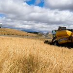 13 bin yillik bugday tohumu tekrar yeserdi gLC1ajxl