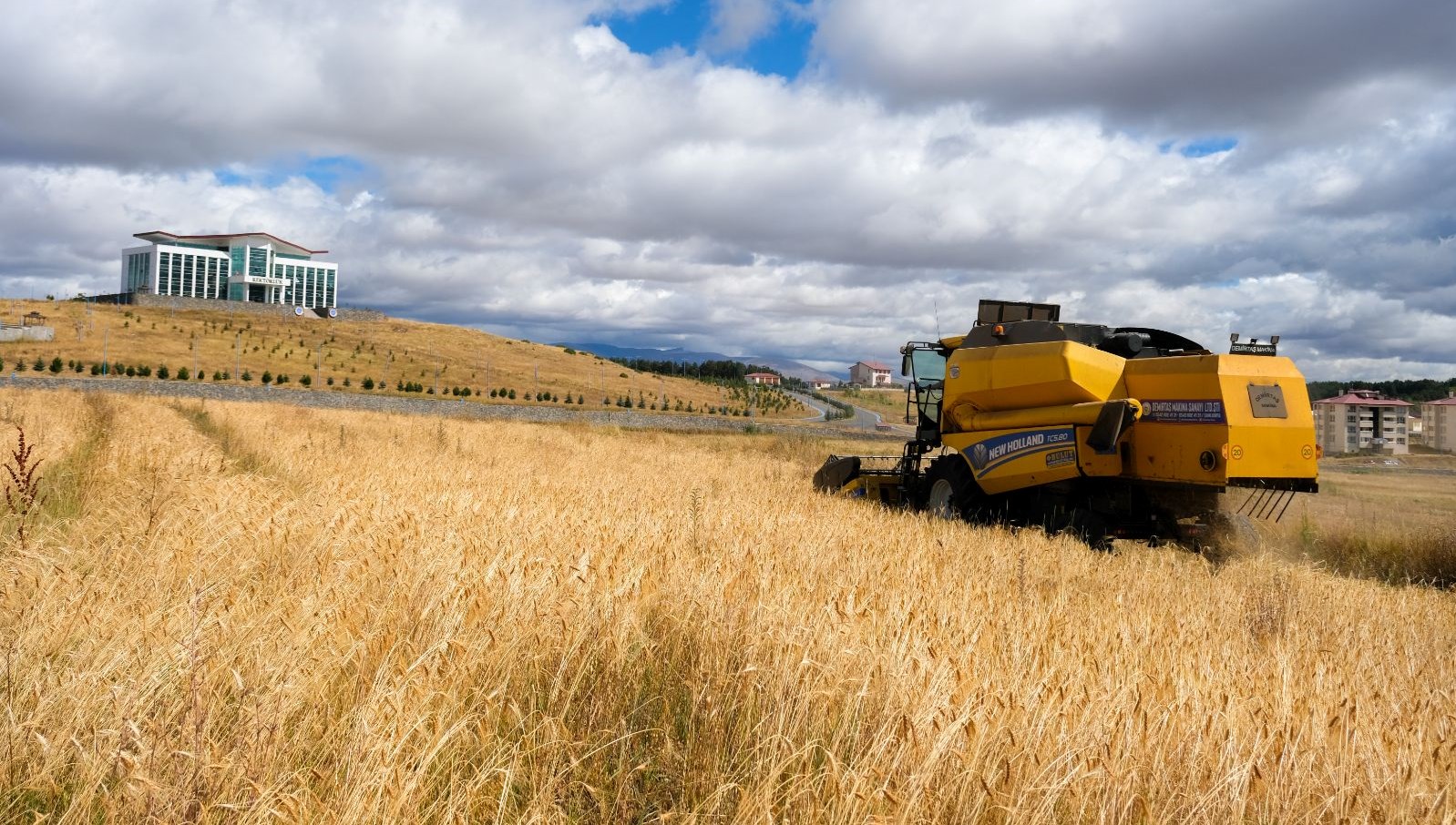 13 bin yillik bugday tohumu tekrar yeserdi