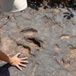 167 milyon yillik tarihi kesfi etcil ve otcullar bir ortada yasamis MHXXBecq