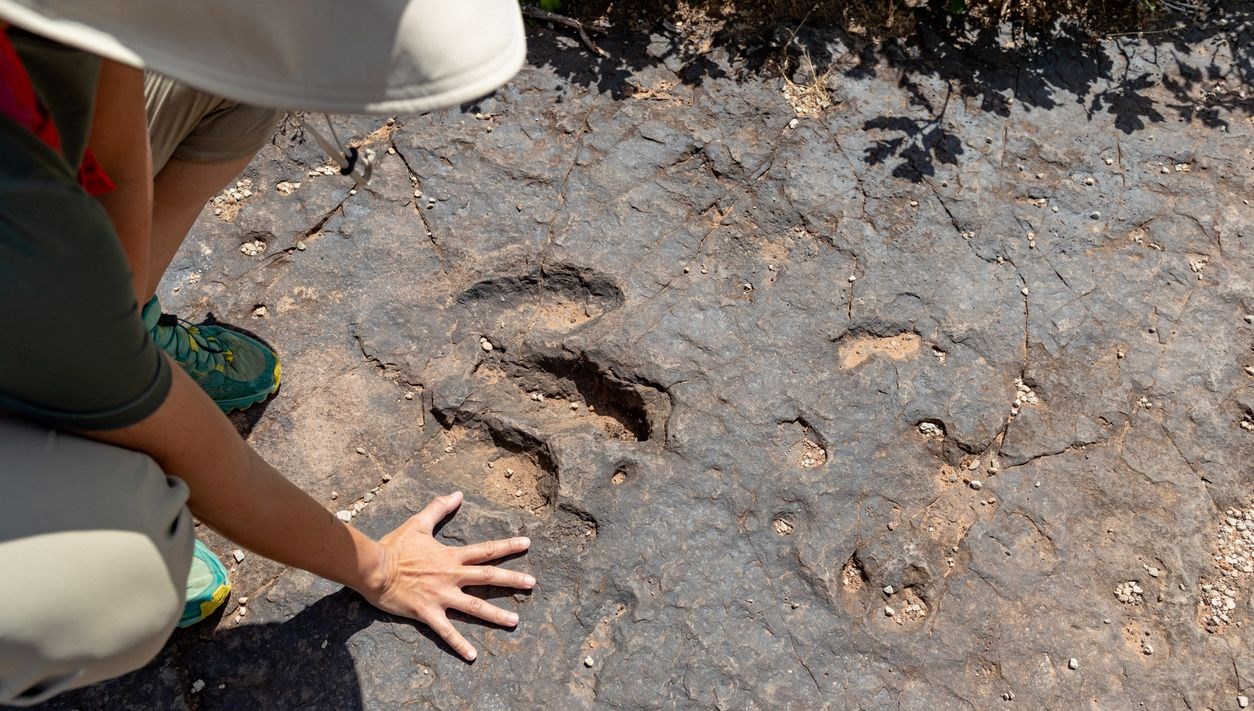167 milyon yillik tarihi kesfi etcil ve otcullar bir ortada yasamis MHXXBecq