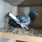 2 guvercini kayboldu bulana 20 bin lira odul wAtSSzP7