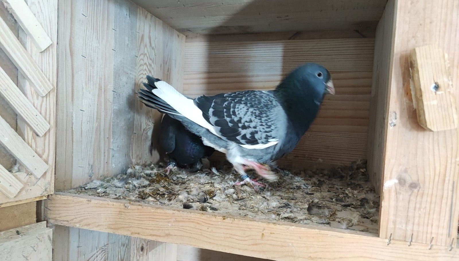 2 güvercini kayboldu: Bulana 20 bin lira ödül 71 2 guvercini kayboldu bulana 20 bin lira odul wAtSSzP7