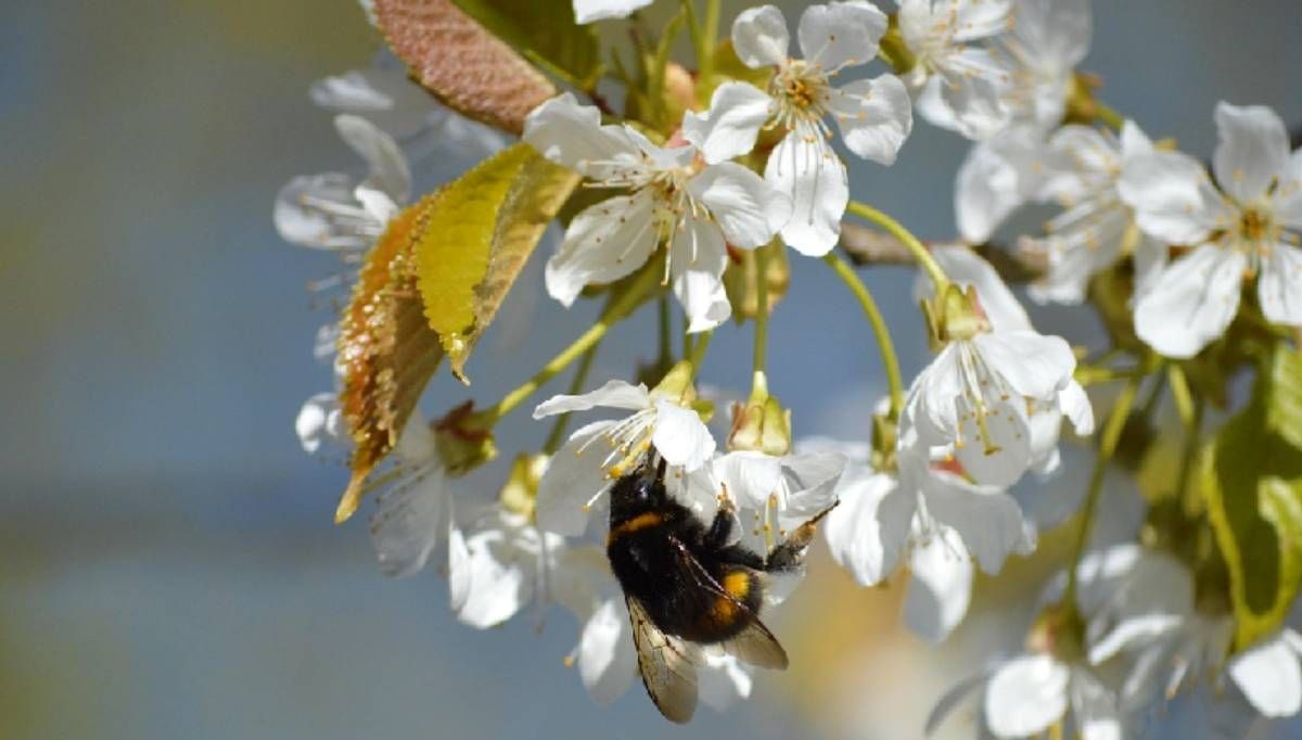 2025 hidirellez ne vakit kutlanacak