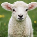 2025 kurban bayrami tarihi bu yil kurban bayrami 9 gun mu kimler kurban kesmeli gtMt5att