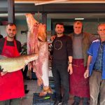 25 50 ve 100 kiloluk 3 turna baligi yakaladi 1 saat icerisinde tukendi quZ9uxV4