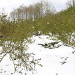 36 ili zirai don vurdu PviHHT3q