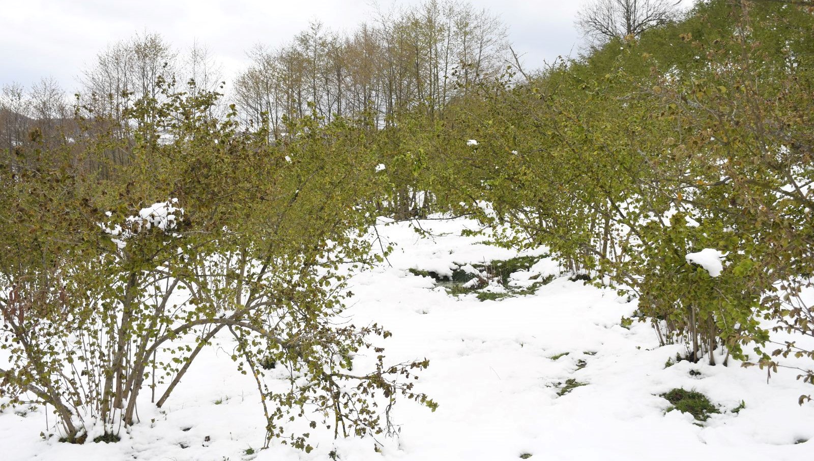 36 ili zirai don vurdu PviHHT3q