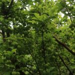 4 bin metrekare alanda uretiyor kilosu 500 tl hataydan dunyaya yayiliyor nf26iHas