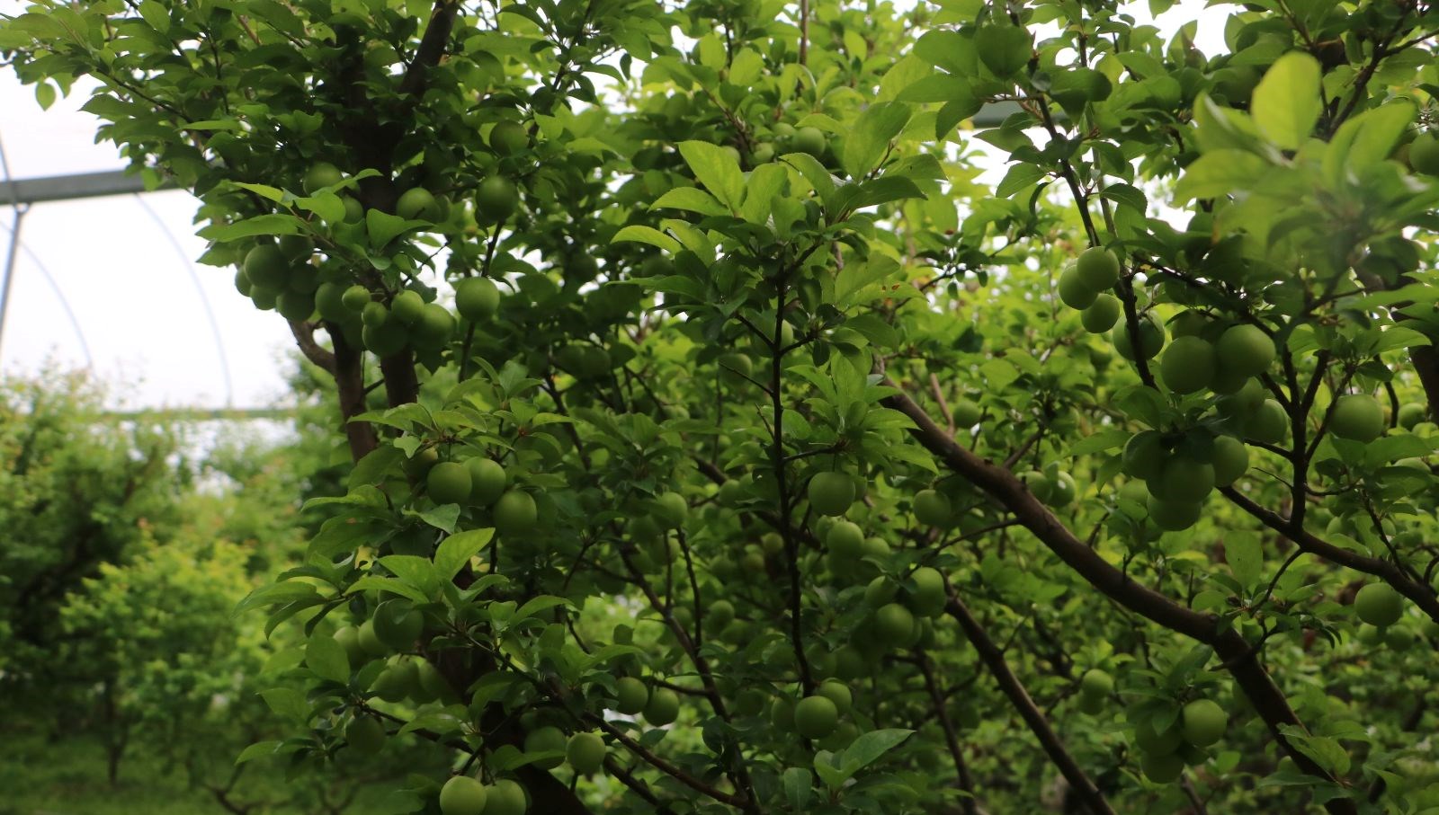 4 bin metrekare alanda uretiyor kilosu 500 tl hataydan dunyaya yayiliyor nf26iHas