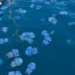 40 kilograma kadar ulasabiliyorlar sakin temas etmeyin 4pk4bG8H