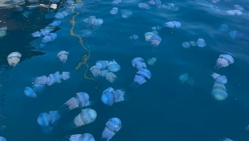 40 kilograma kadar ulasabiliyorlar sakin temas etmeyin 4pk4bG8H