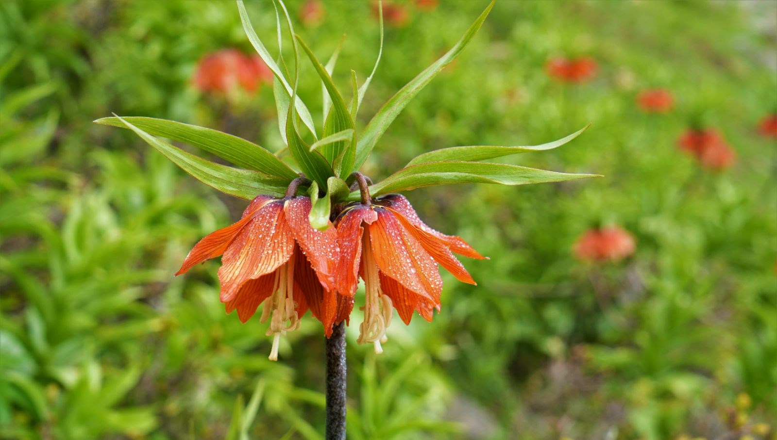 500 kilometre yol geldiler lakin dokunamadilar yalnizca 20 gun canli kaliyor UUNG5bEu