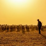 60 bin tl maasla coban bulamadilar kendi ortalarinda sira sistemi kurdular bIzQ2fkQ