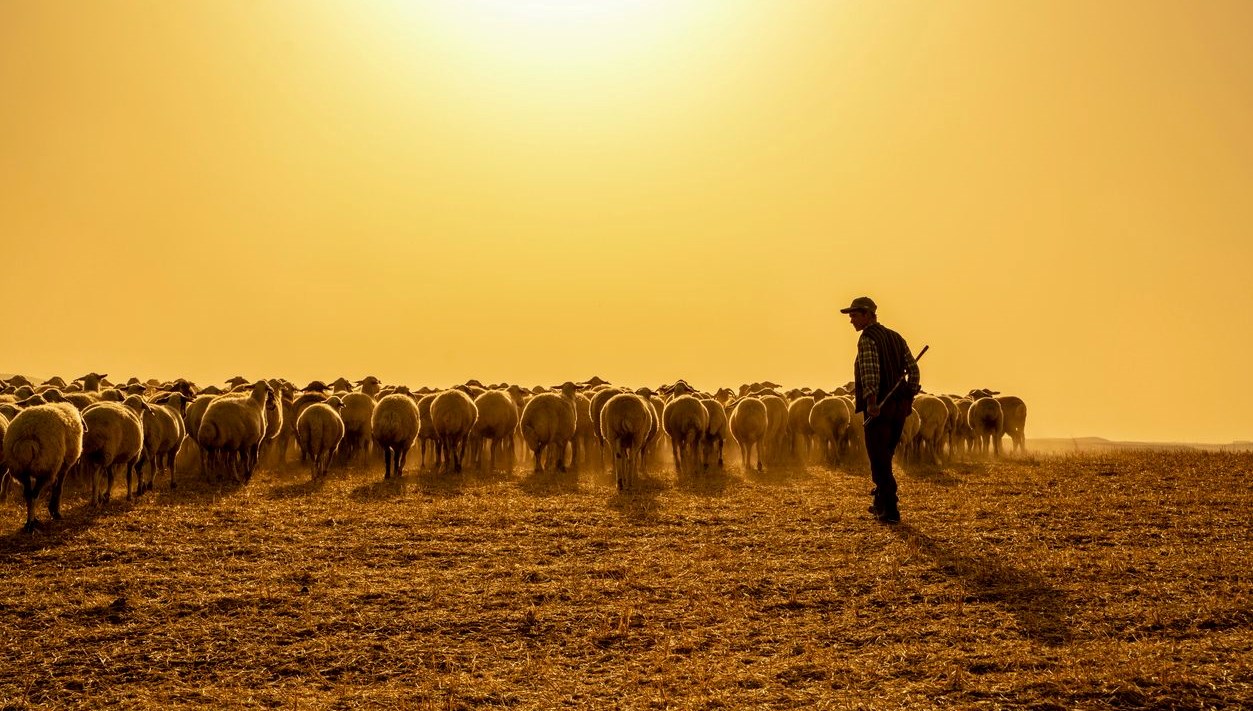 60 bin tl maasla coban bulamadilar kendi ortalarinda sira sistemi kurdular bIzQ2fkQ