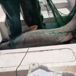 72 kiloluk dev turna baligi yakalandi 5qKchd8Y