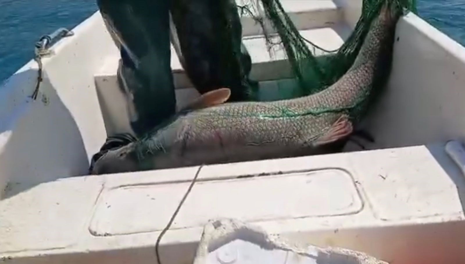 72 Kiloluk Canavar: Turna Balığı Efsanesi Gerçek Oldu 71 72 kiloluk dev turna baligi yakalandi 5qKchd8Y