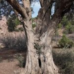 800 yildir ayakta olan zeytin agaci itinayla korunuyor tspPxvAu