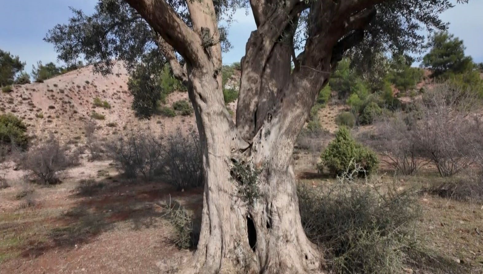 800 yildir ayakta olan zeytin agaci itinayla korunuyor