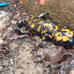 adanada sari benekli semender goruldu w7bNYB6k