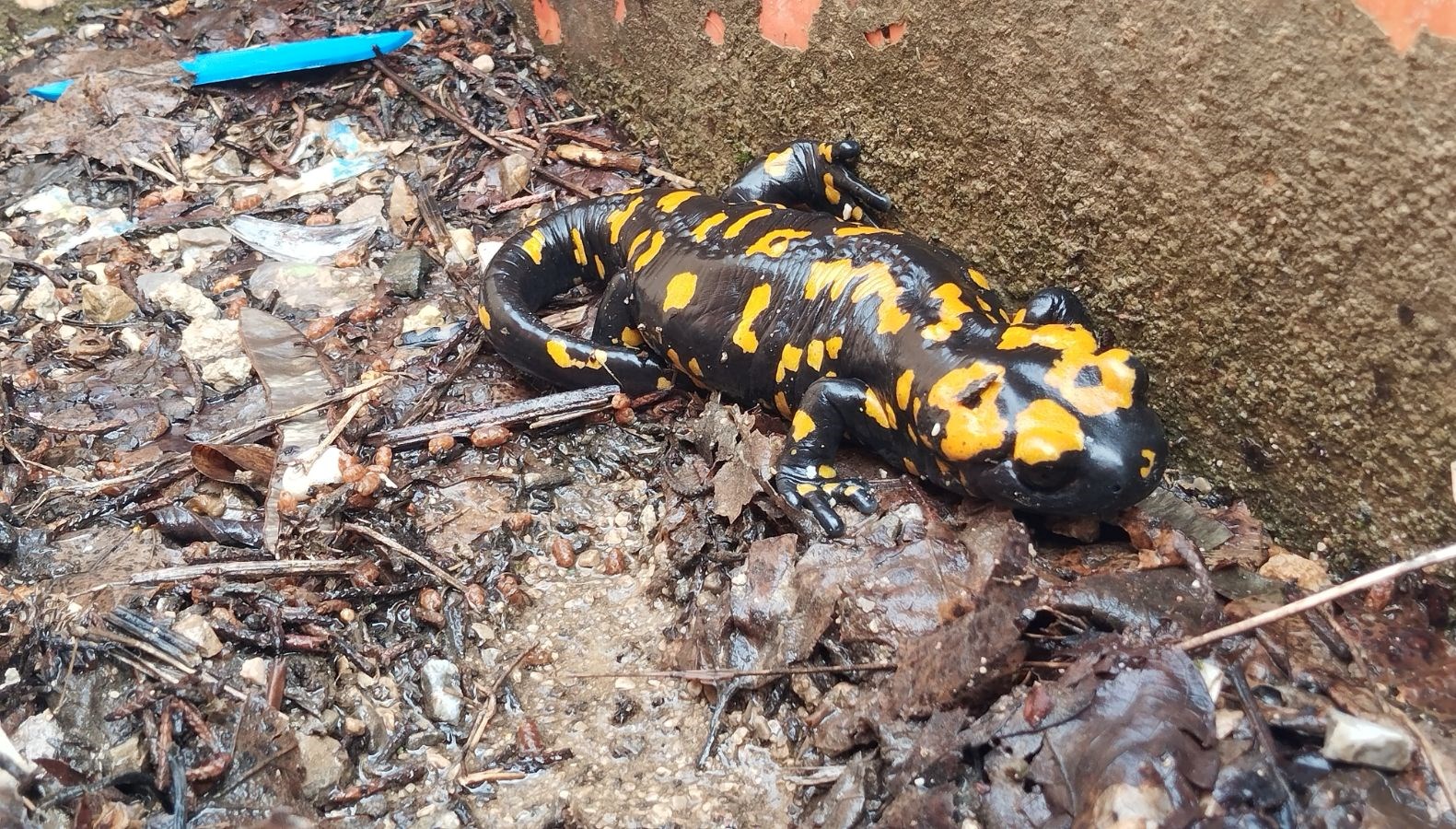 Adana'dan Sürpriz Misafir: Sarı Benekli Semender Görüntülendi 71 adanada sari benekli semender goruldu w7bNYB6k