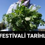 alacati ot senligi ne vakit bitecek kac gun surecek alacati ot senligi aktiflikleri gSkJUUCq