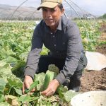 amik ovasinda hasat basladi tarlada 15 tlye alici buluyor jzXnaUBL