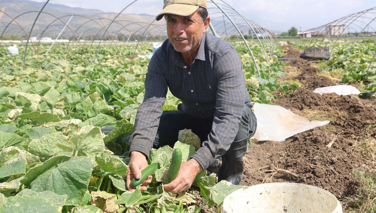 amik ovasinda hasat basladi tarlada 15 tlye alici buluyor sGnP3nJM