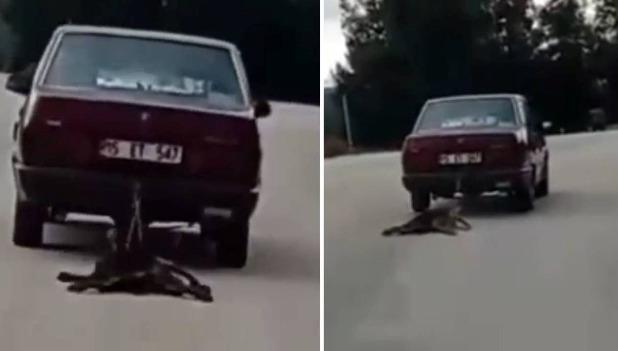 arabanin ardina bagladigi kopegi surukledi NGgiWaXX