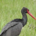 az tipler ortasinda yer aliyor 10 yil sonra birinci defa manisada goruldu BZAHC9DE