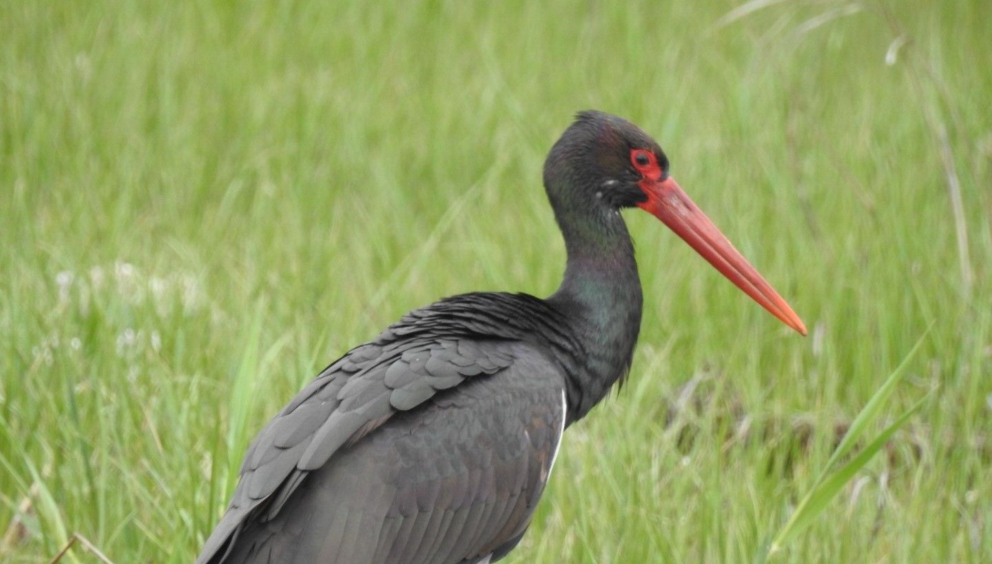 az tipler ortasinda yer aliyor 10 yil sonra birinci defa manisada goruldu BZAHC9DE