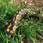 bahar geldi ortaya ciki yagmur gelini olarak biliniyor ziyan verene para cezasi 58gqJWCa