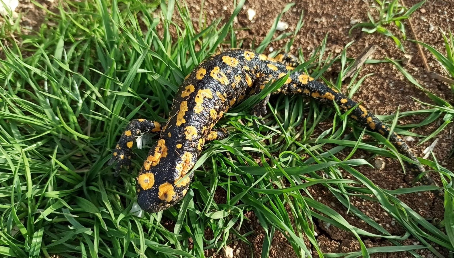 bahar geldi ortaya ciki yagmur gelini olarak biliniyor ziyan verene para cezasi 58gqJWCa