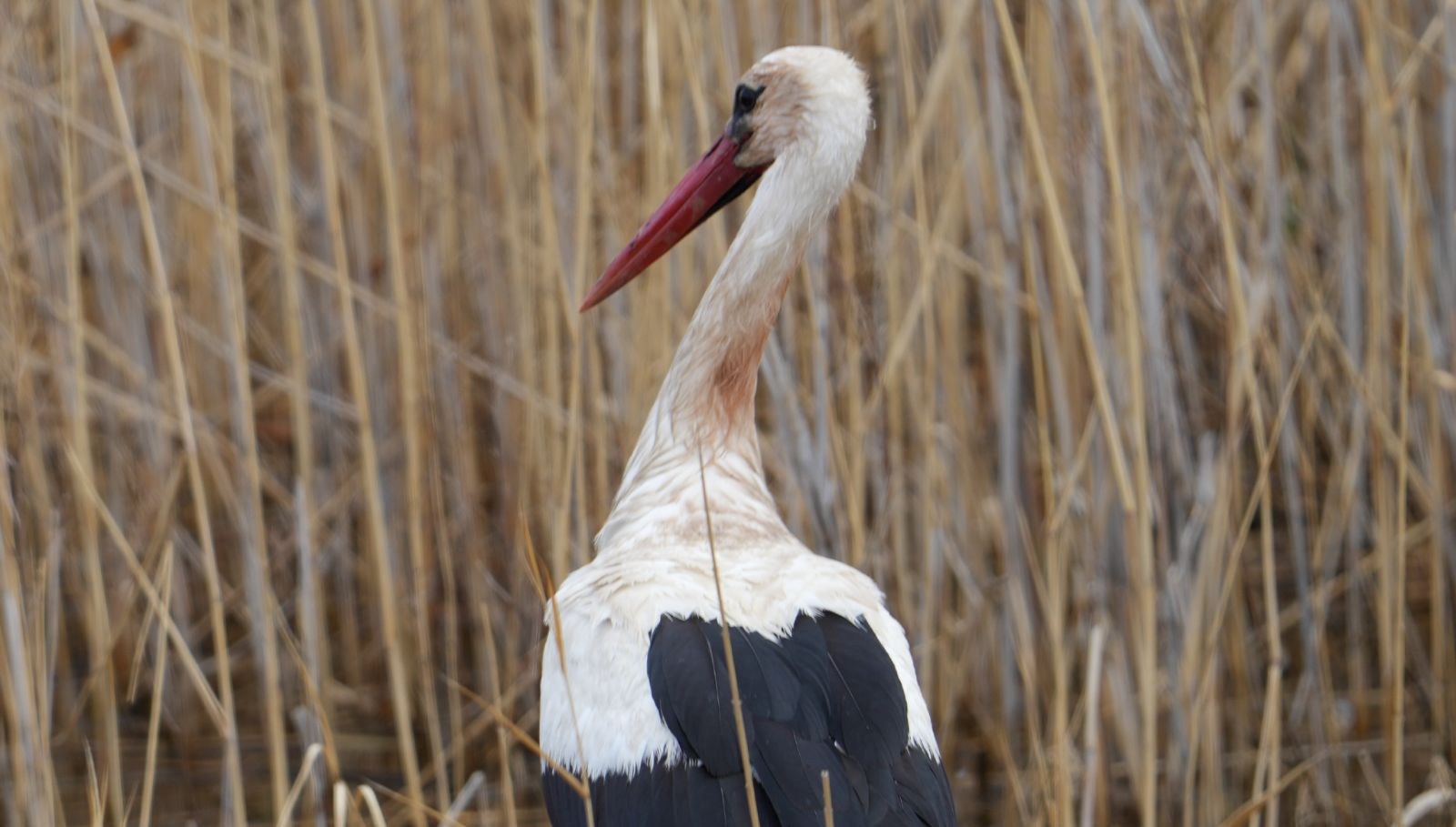 baharin habercisi leylekler baraj etrafini mesken tuttu lNMhURRp