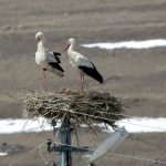 baharin mujdecisi leylekler karla kapli ardahanda hvLNmFwE